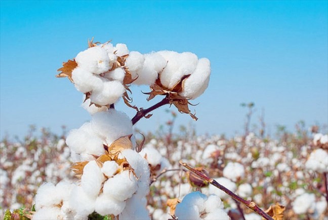  Economie: 319, 3 milliards de FCFA rapportés par le coton