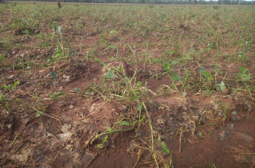  Alibori: Plusieurs hectares de champs détruits par la pluie