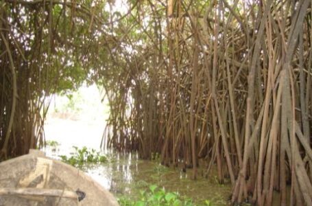 Zones humides au Bénin : Que comprendre?