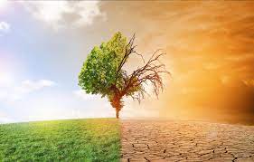 Environnement : La thérapie au réchauffement climatique