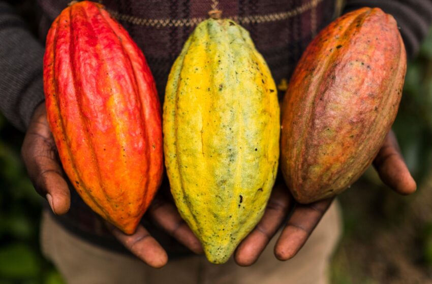  Cacao : Une culture de rente pour le Bénin?