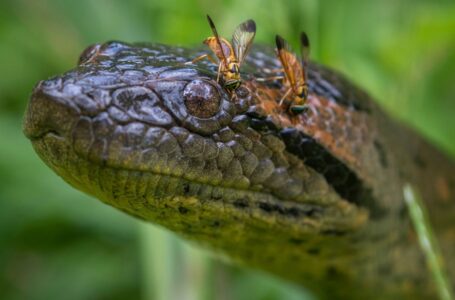 Découverte en Amazonie une nouvelle espèce d’anaconda vert : A quoi ressemble-t-elle ?
