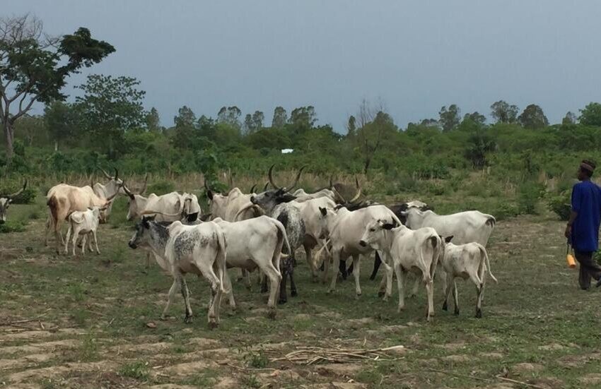  Transhumance, corruption and climate change : Un cocktail Molotov